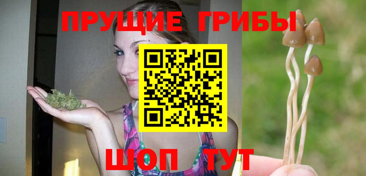 Галлюциногенные грибы Psilocybine cubensis Елец